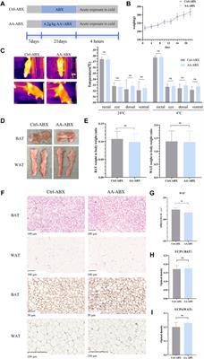 The energy metabolism-promoting effect of aconite is associated with gut microbiota and bile acid receptor TGR5-UCP1 signaling